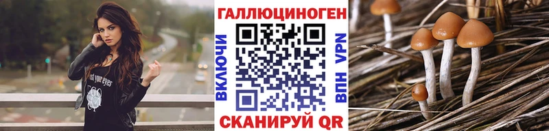 сколько стоит  Бобров  Псилоцибиновые грибы Cubensis 